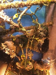 Corrugated Reptile hides For Arboreal Terrestrial Underground and Quarantining