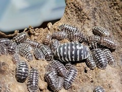 10 ct Armadillidium Maculatum Spot live isopods