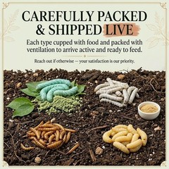 TC INSECTS Super Wormy Sampler 5 Types of Worms 125ct Live Feeders for Reptiles