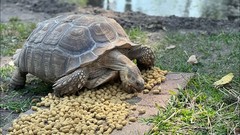 Premium Tortoise Food – Standard Size – 2oz to 25lb | Natural Healthy Diet
