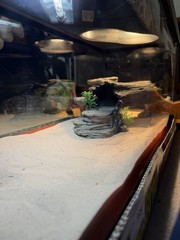 Reptile 20g tank w/supplies