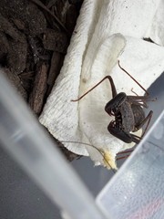 Florida Tailless Whipspider (Phrynus marginemaculatus) – 3/8-3/4 in