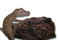 MagNatural Feed and Water Ledge Earth – Pet-Tekk