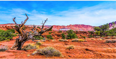 48X24 Inches Reptile Habitat Background Blue Sky Oasis Orange Desert Terrarium B