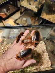 12 Count Peppered Roach Large Pet Feeder Roaches Fast 2 Day Ship Small Nymphs