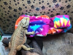 TYE DYE PRINT DESIGN LRG BED SOFT COVERS ONLY/NO FRAME BED 4 BEARDED DRAGON