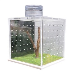 Jumping Spider w Decor House Acrylic Enclosure Salford Spoods Spider 2 SIZES [