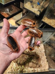 12 Count Peppered Roach Large Pet Feeder Roaches Fast 2 Day Ship Small Nymphs