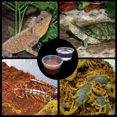 Gecko Feeder Ledge Cup 1oz Plastic Bowls 50 Pack Reptile Food Feeder Water Di…