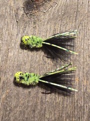 Reptile 2 pack