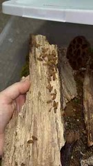 *feeder Insects* LAVA p.scaber ISOPODS(pick age) *please read description*