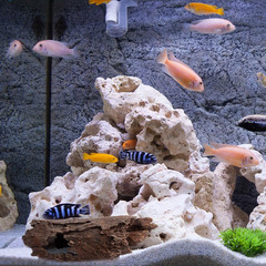Reptile Hide, Fish Tank Accessories. Medium 10″ Hollow Log for Aquarium, Lizard