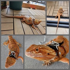 KUNBIUH Bearded Dragon Harness and Leash Adjustable(M,L,XL) – Soft Leather Re…