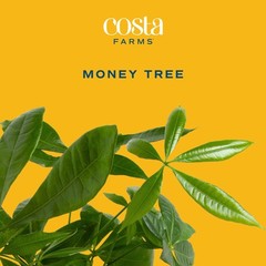 Costa Farms Money Tree (Pachira Aquatica) Live Indoor Bonsai-Style Plant, 12-…