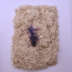 100 Frozen Feeder Rat Fuzzies -FREE S&H -MiceDirect Rodents! Reptiles Snake Food