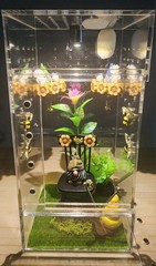 Lighted Jumping Spider Enclosure. Gnomes And Flower Decor