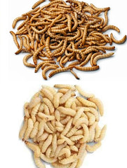 50 Live Waxworms & 100 Mealworms Pet Reptile Insect Feeder Healthy Food Combo