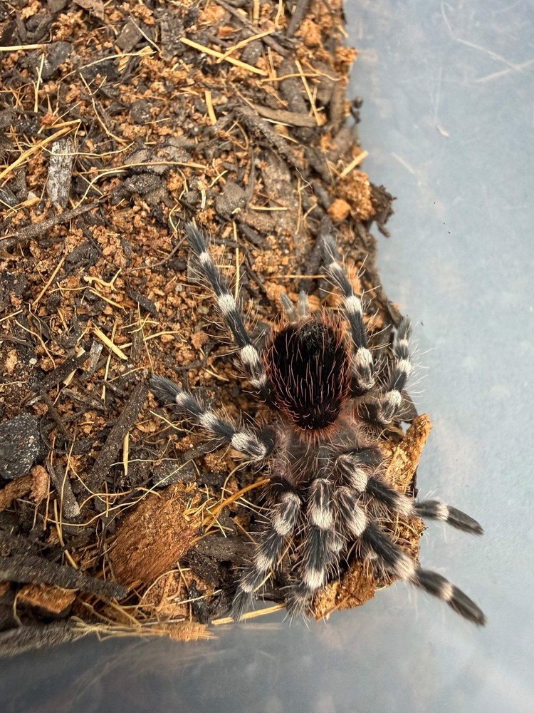 Brazilian White Knee Tarantula (Acanthoscurria geniculata)