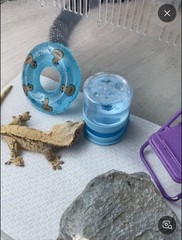 Reptile & Gecko Durep Water Dispenser – Small (30ml) Sky Blue 1pc