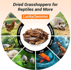 Luckyqworms Freeze Dried Grasshoppers – High Protein Reptile & Bird Food, 1Lb Re
