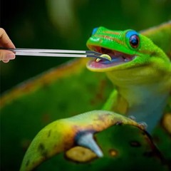 2Pcs Reptile Feeding Tong with Rubber Tip Aquarium Tweezers Stainless Steel S…