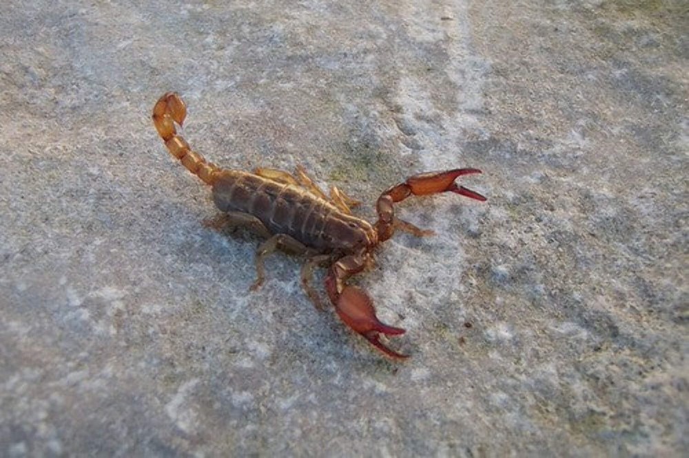 Ruby Rock Scorpion (Diplocentrus spitzeri) – 1/4-1/2 in