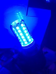 Nocturnal Lizard Reptile 48SMD Moonlight Blue Light Bulb 110V E27 USA Certified