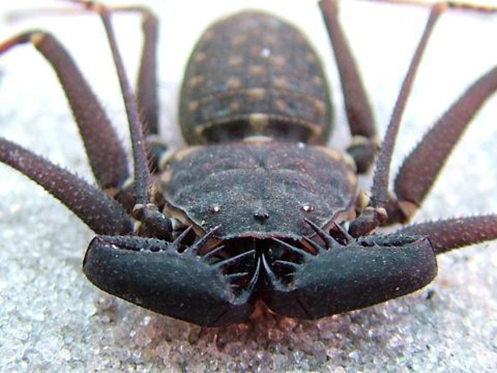 Florida Tailless Whipspider (Phrynus marginemaculatus) – 3/8-3/4 in