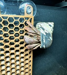 Hermit Crab Ladder Climbing Wall Hermit Crab Decor Toys Hermit Crab Accessories