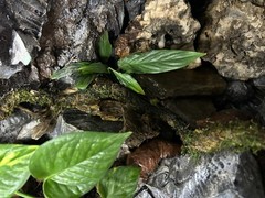 Terrarium Start Up kit-Med 10-20 gallon