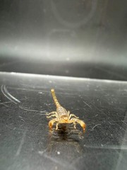 Ruby Rock Scorpion (Diplocentrus spitzeri) – 1/4-1/2 in