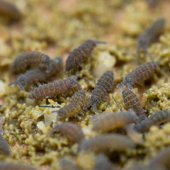 200+ Ceratophysella Lilac Springtails on Clay – Reptile Feeder Live Guarantee