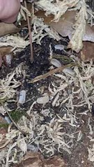 White Out/Glacier Cubaris Isopods (choose age)