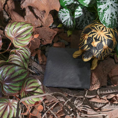 Reptile Basking Platform Rock Tortoise Habitat Accessories Slate Rocks for Rept