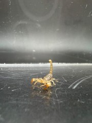 Ruby Rock Scorpion (Diplocentrus spitzeri) – 1/4-1/2 in