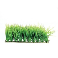 Underwater Treasures Hairgrass Mat Plant
