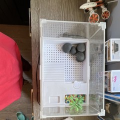 Clear Acrylic Reptile Enclosure Terrarium w/ White Base, Rocks, Plant Decor