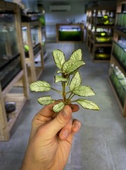 Episcia Silver Skies – Dart Frog VIVARIUM / Terrarium Plant – Plantlet Cutting