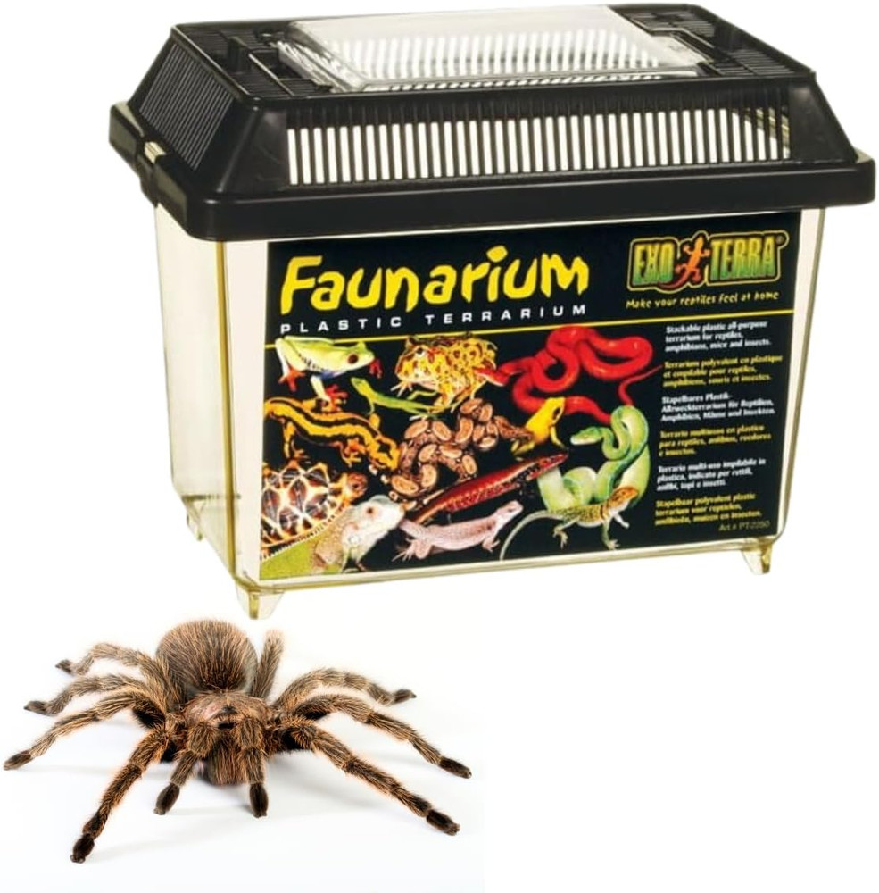 Faunarium Small PT2255 – Plastic Reptile Terrarium and Transport Container for L