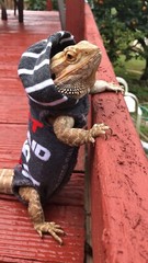 GHOSTBUSTERS (2) XL HANDMADE SLEEVELESS BODY HOODY SHIRT 4 UNISEX BEARDEDDRAGON