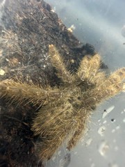 Ornamental Baboon Tarantula (Heteroscodra maculata) – 1-3 in