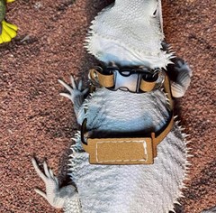 KUNBIUH Bearded Dragon Harness and Leash Adjustable(M,L,XL) – Soft Leather Re…