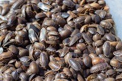 1000 ct Dubia Roaches 1 inch – Free Shipping