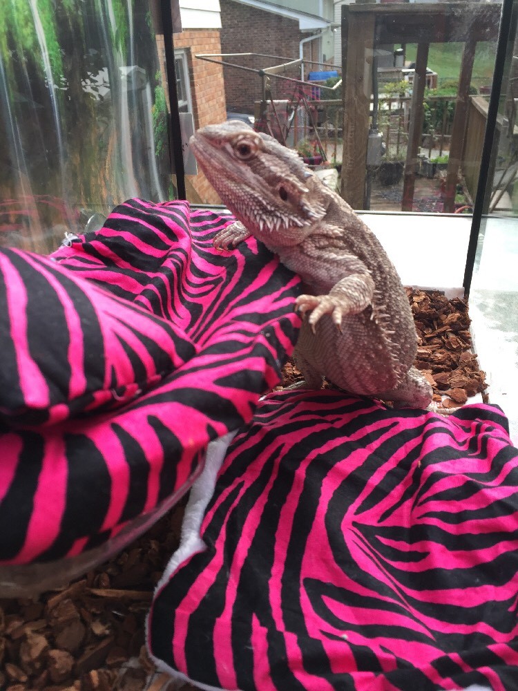 ZEBRA PRINTS LRG RESTING SOFT BED COVERS ONLY (NO FRAME BED) 4 BEARDED DRAGON