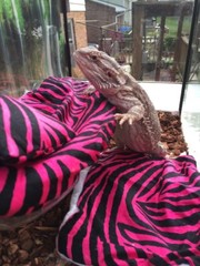 ZEBRA PRINTS LRG RESTING SOFT BED COVERS ONLY (NO FRAME BED) 4 BEARDED DRAGON