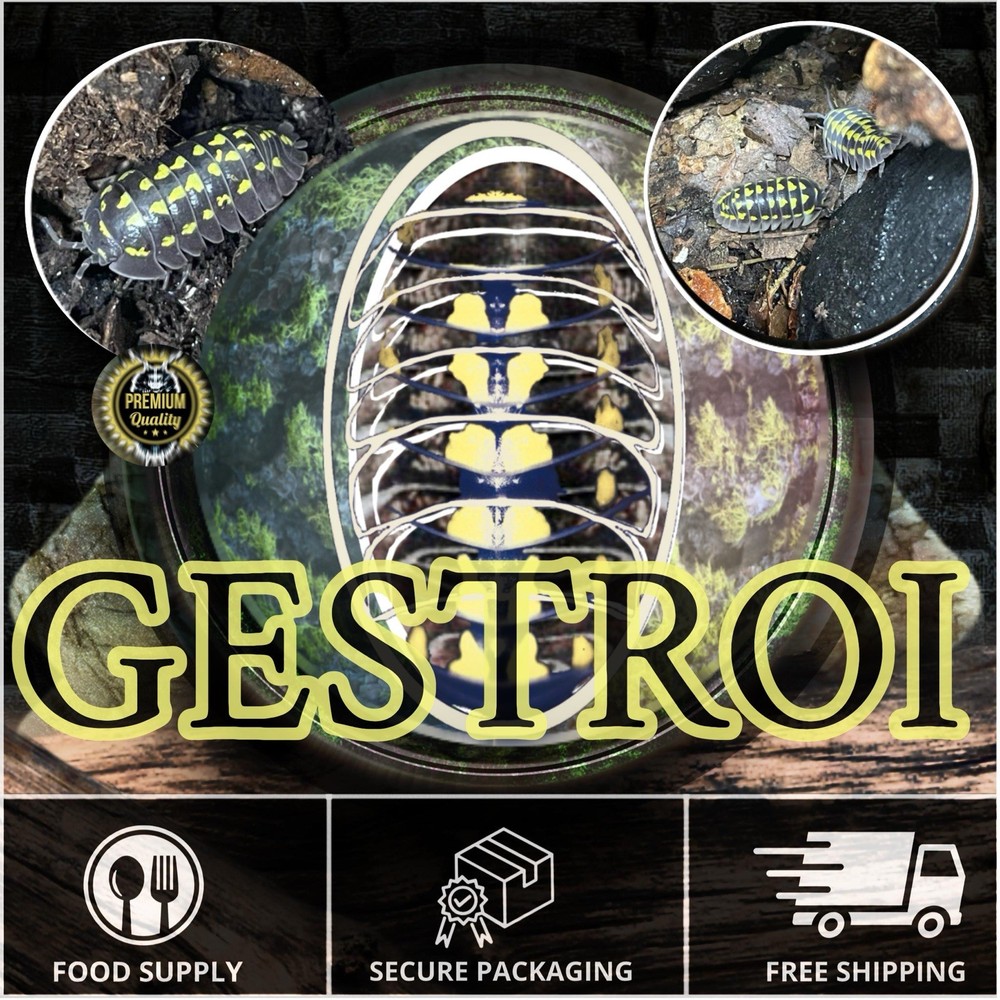 Gestroi Isopods (x50)