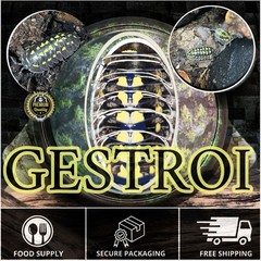 Gestroi Isopods (x50)