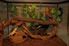 Reptile Hide and Cave Hideout for Leopard Crested Gecko Ball Python Lizard Be…