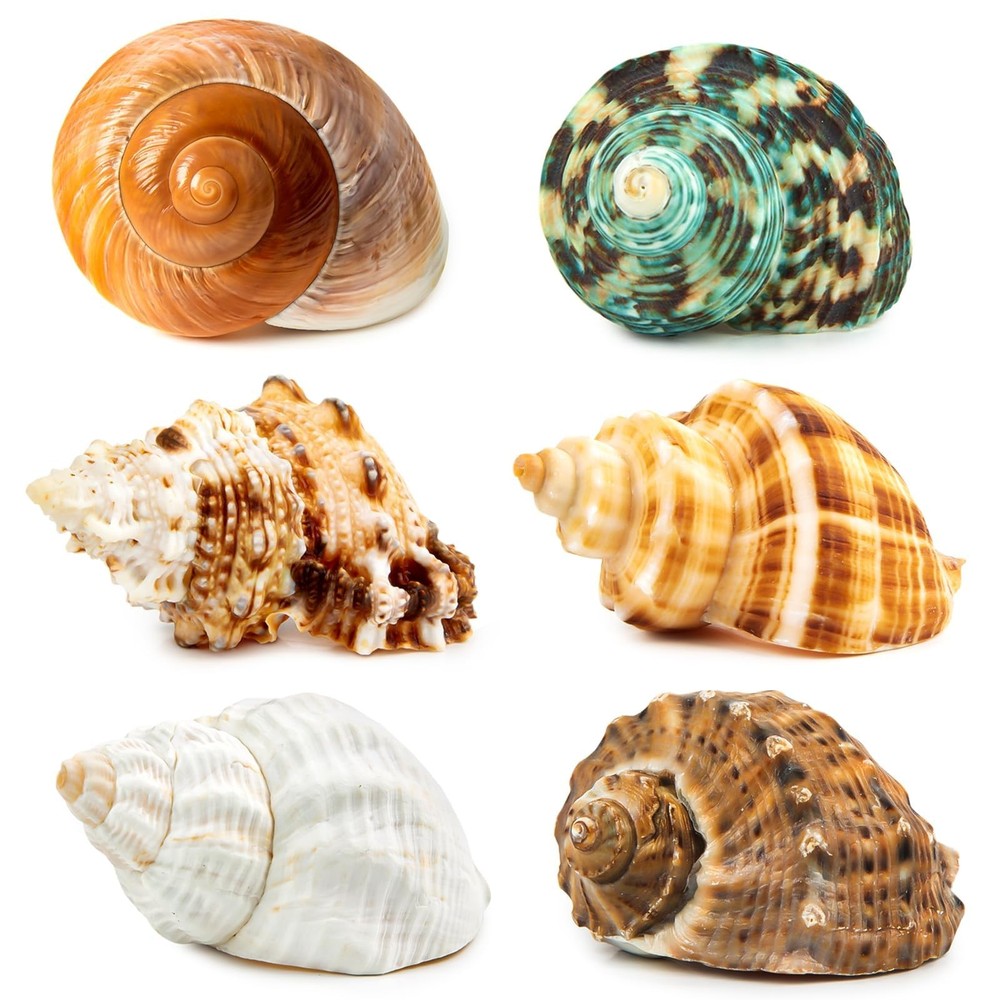6PCS Medium Large Hermit Crab Shells | Natural Sea Conch Size 2.3″ – 3.5″, Op…