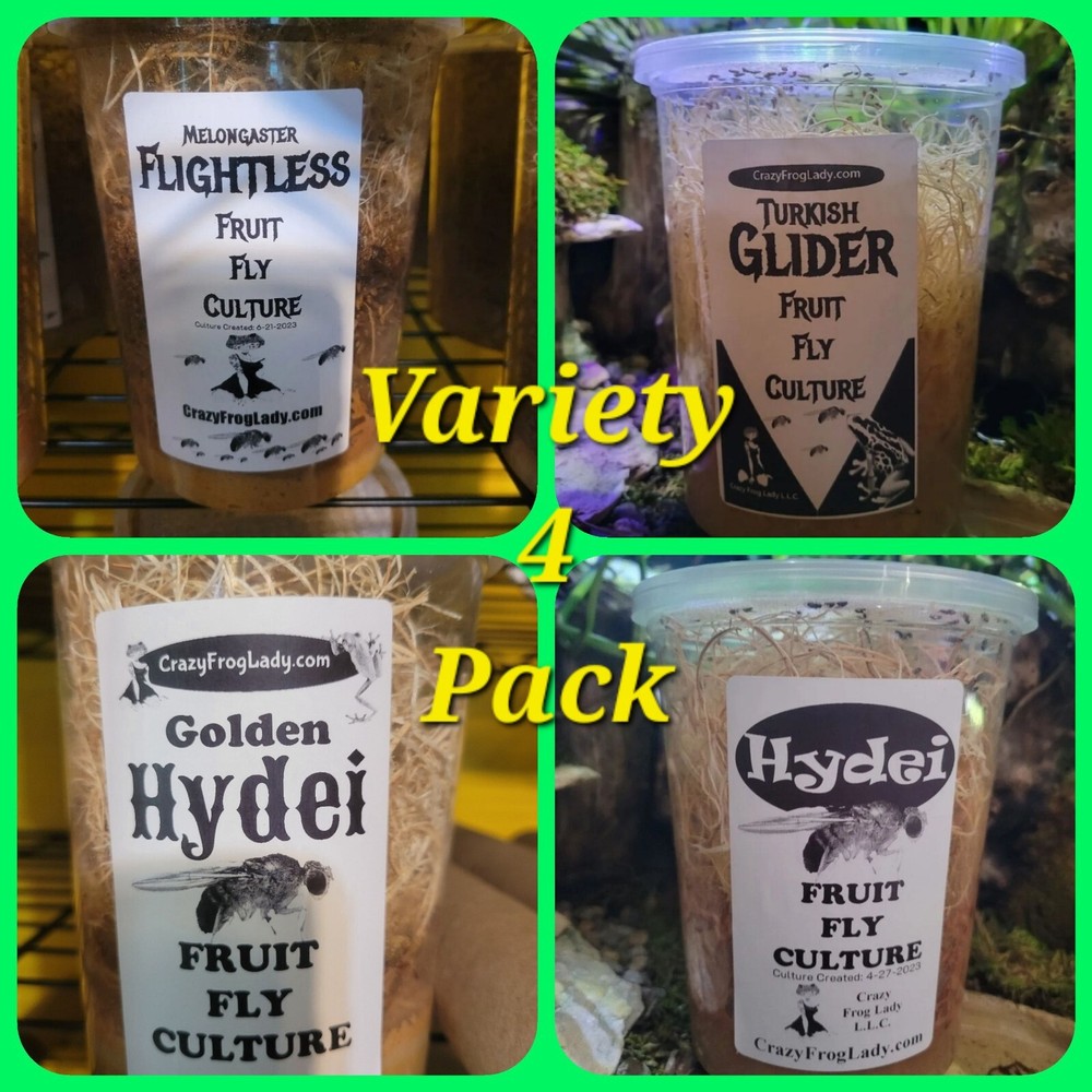 Fruit Fly Culture 4Pack Variety Live Flightless Turkish Gliders Golden and Hydei